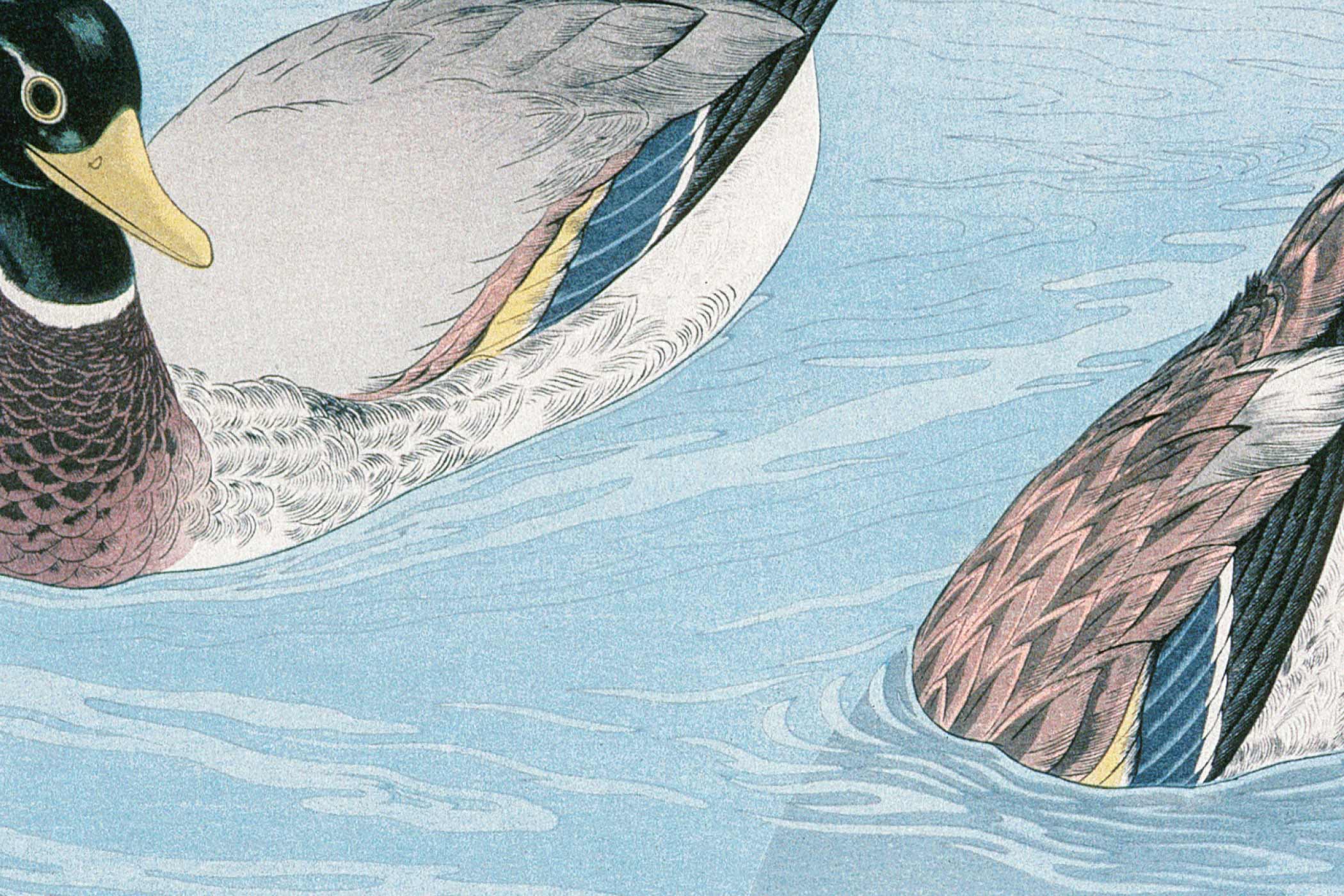 Schilderij van eenden in het water.