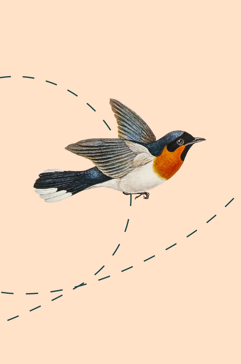Illustratie van een vliegende vogel.